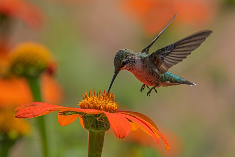 sognare-colibri