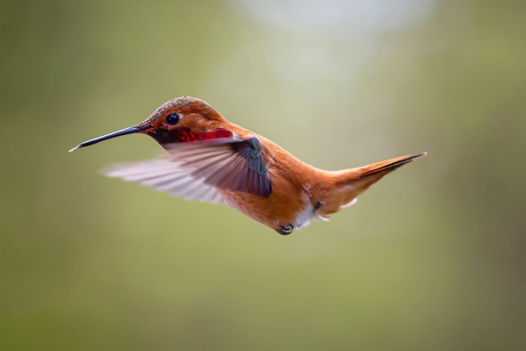 sognare-colibri-significato