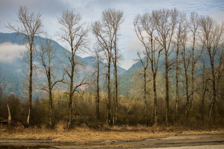 sognare-albero-senza-foglie