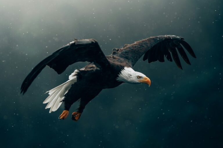 sognare un'aquila