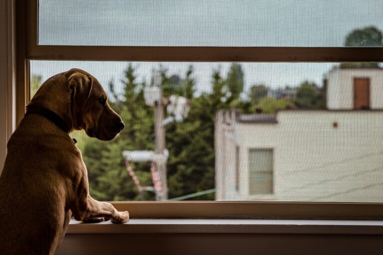 sognare-cane-che-cade-dalla-finestra