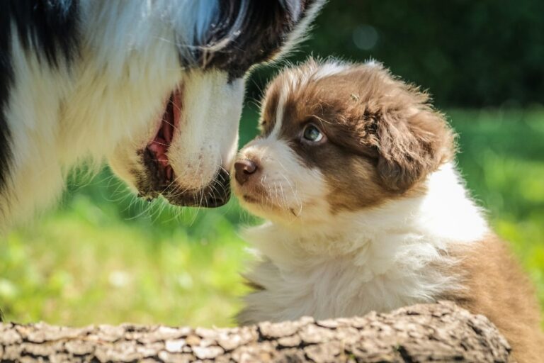 sognare-cane-che-partorisce