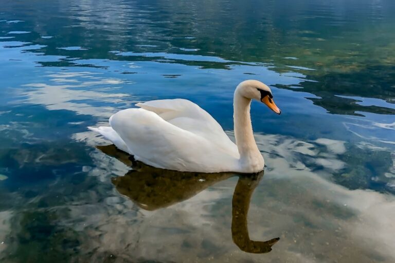 sognare-cigno
