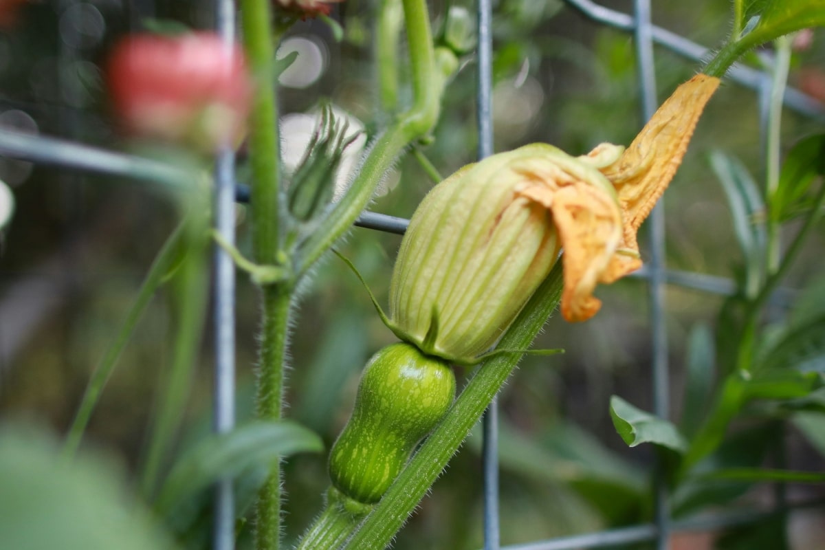 sognare-fiori-di-zucca