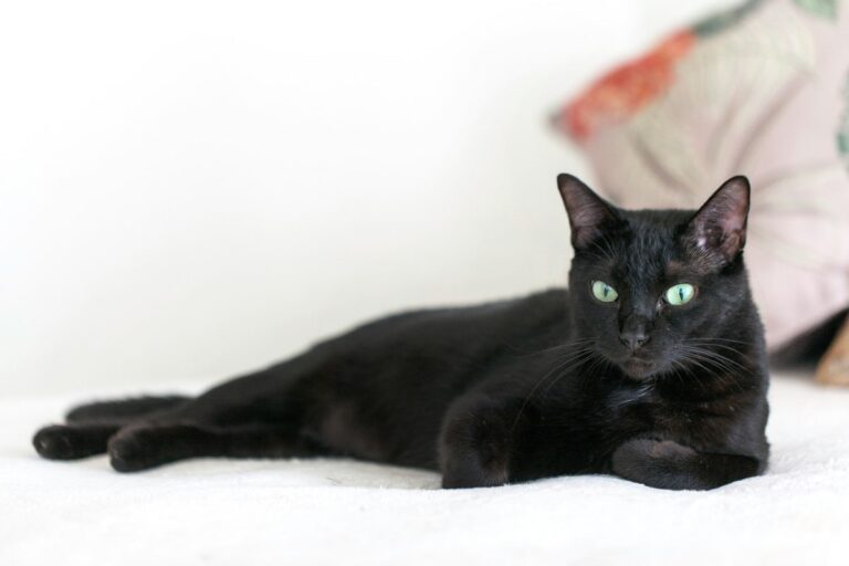 sognare-gatto-nero