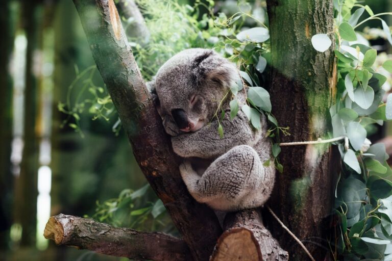 sognare-koala