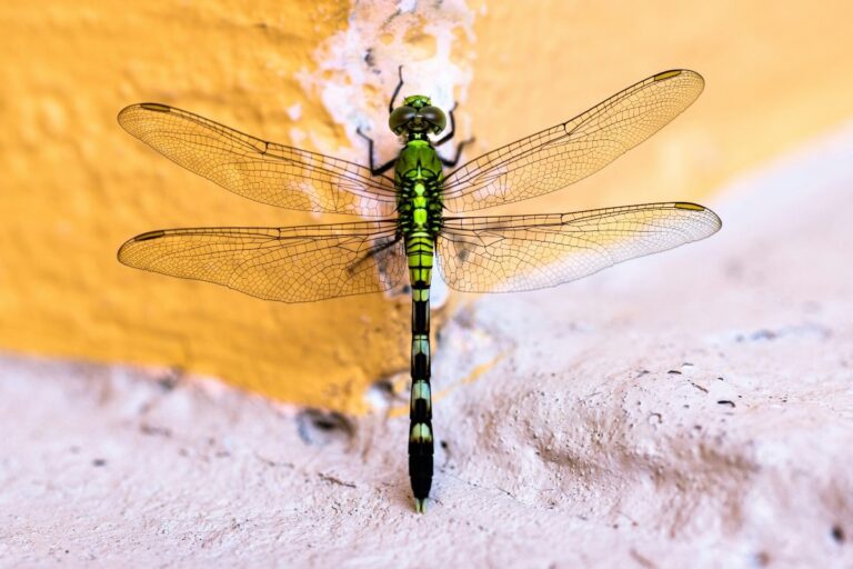 sognare-libellula