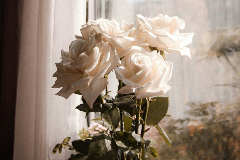 sognare-rose-bianche