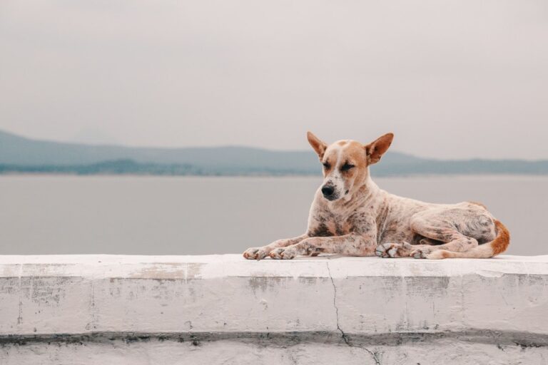 sognare-vedere-proprio-cane-morto