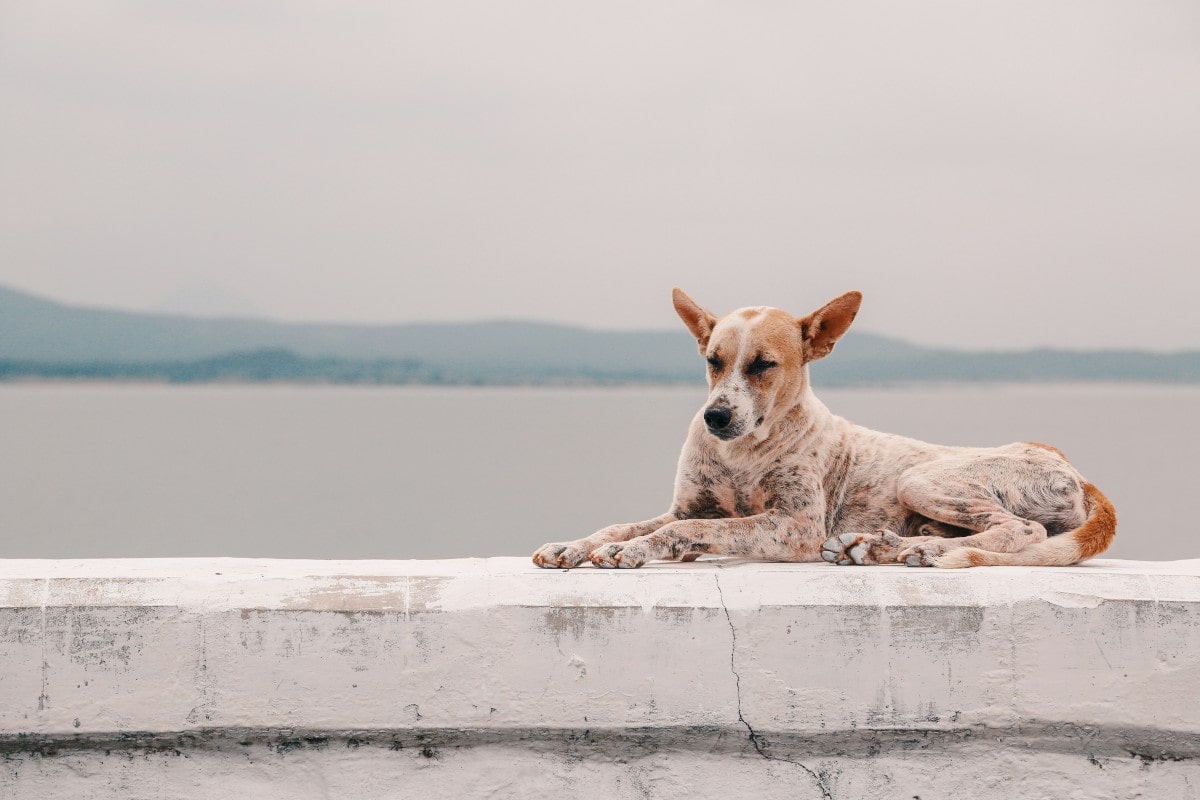 sognare-vedere-proprio-cane-morto