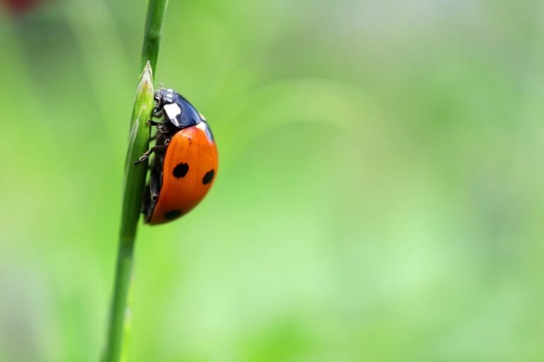 sognare le coccinelle