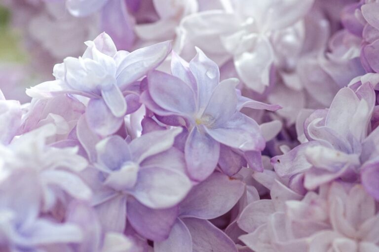 sognare-colore-lilla