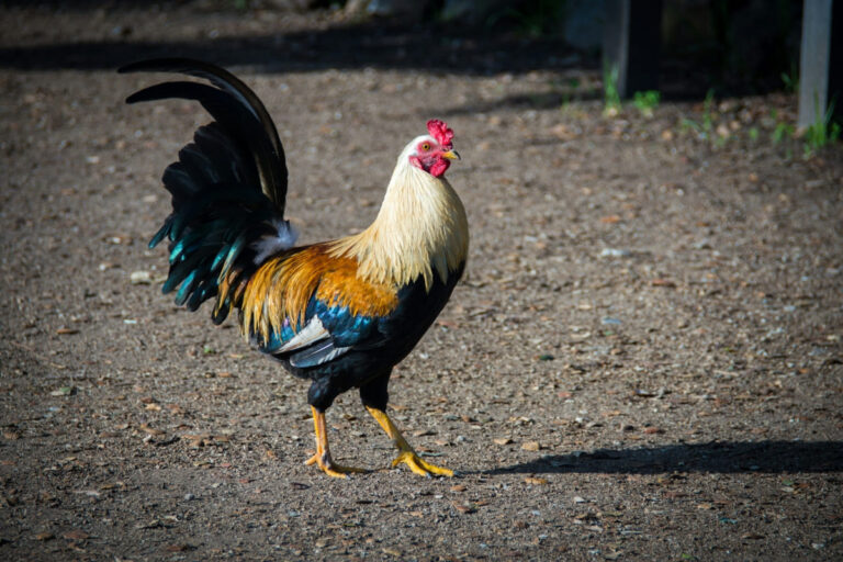 sognare-gallo