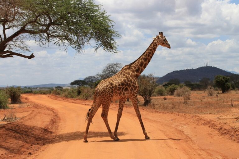 sognare-giraffa