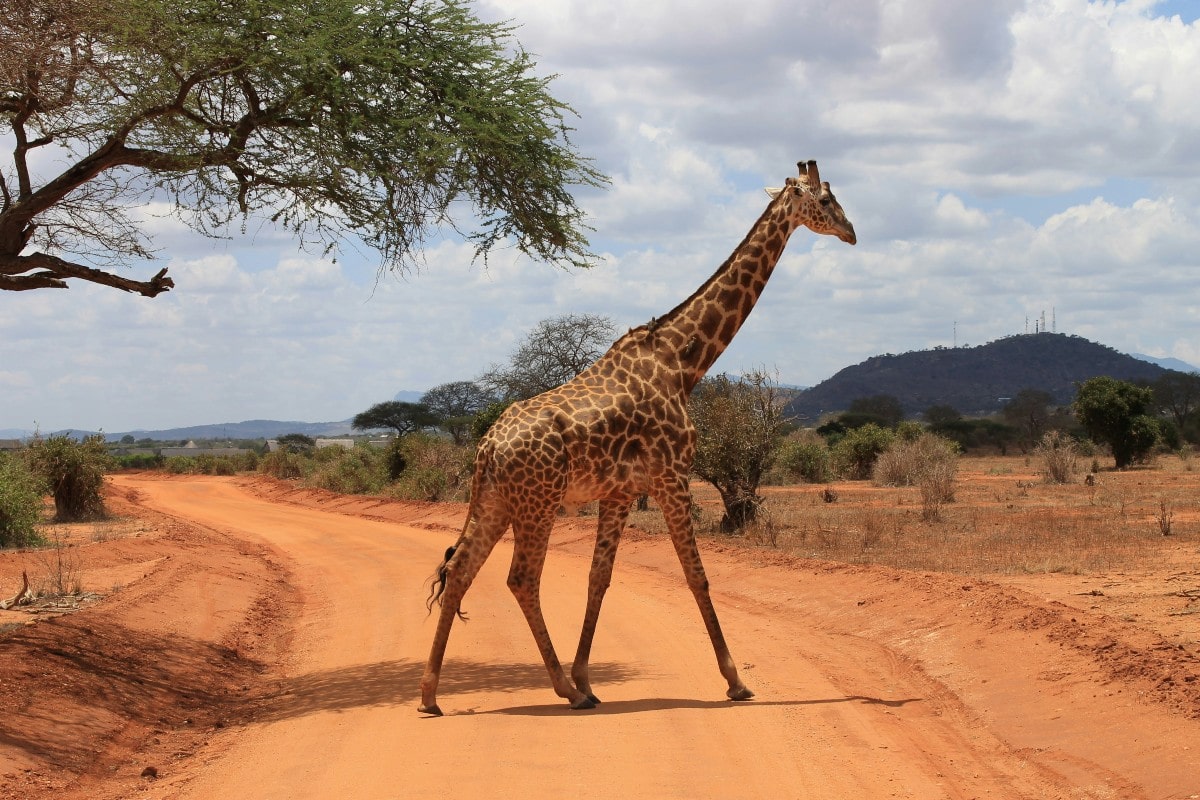 sognare-giraffa