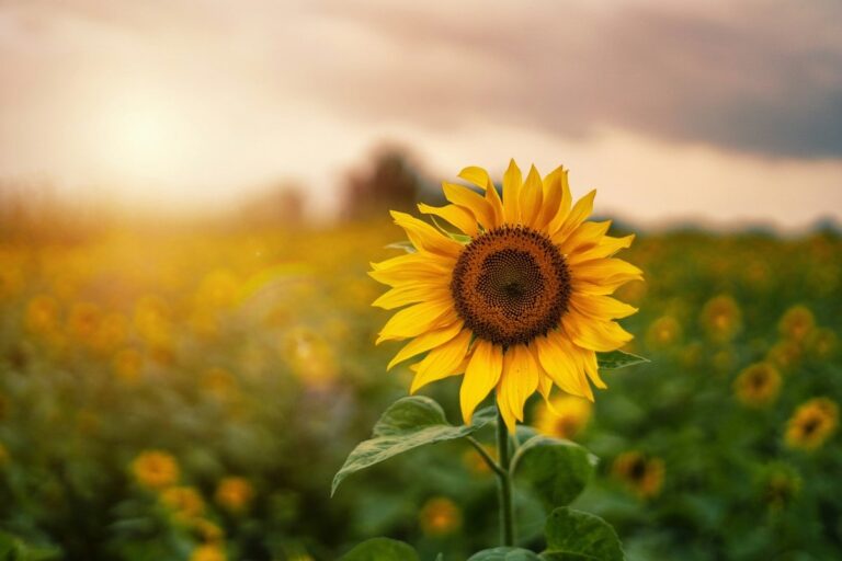 sognare-girasoli