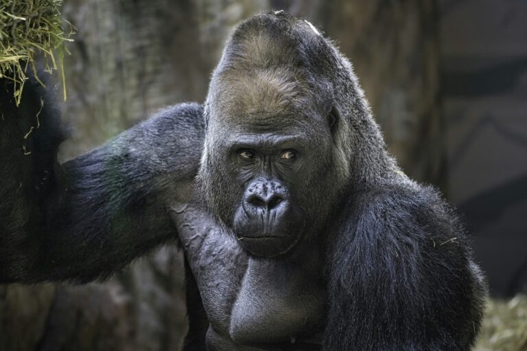 sognare-gorilla