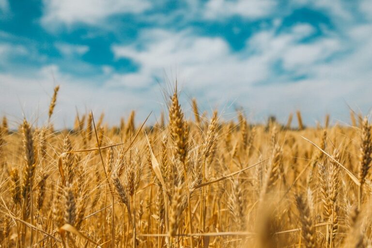 sognare-grano