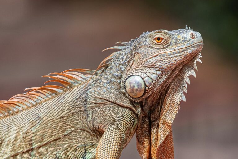 sognare-iguana