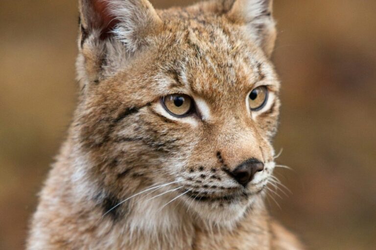 sognare una lince