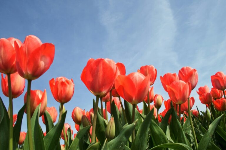 sognare-tulipani
