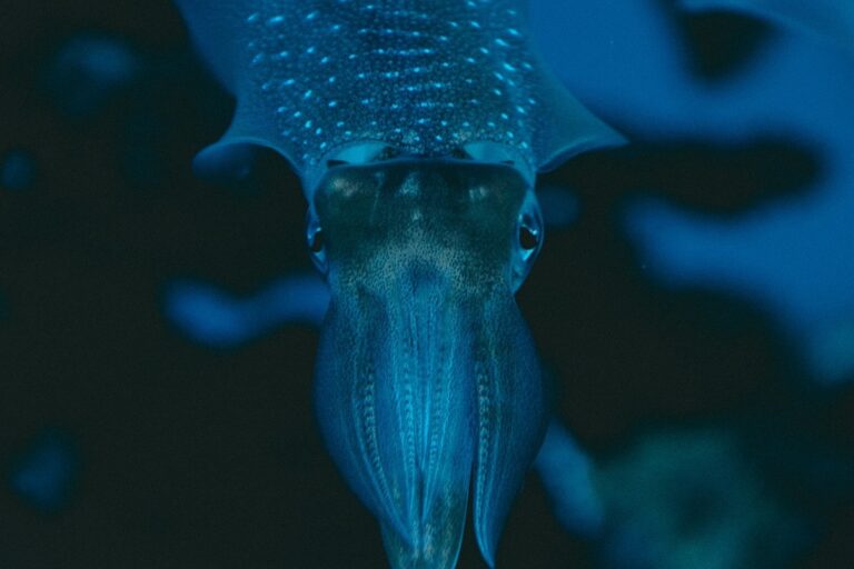 sognare-calamari