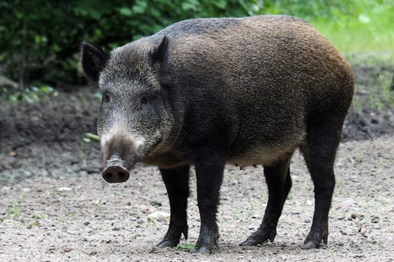 sognare-cinghiale