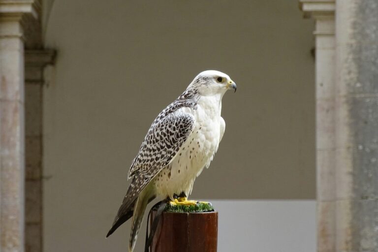 sognare-falco