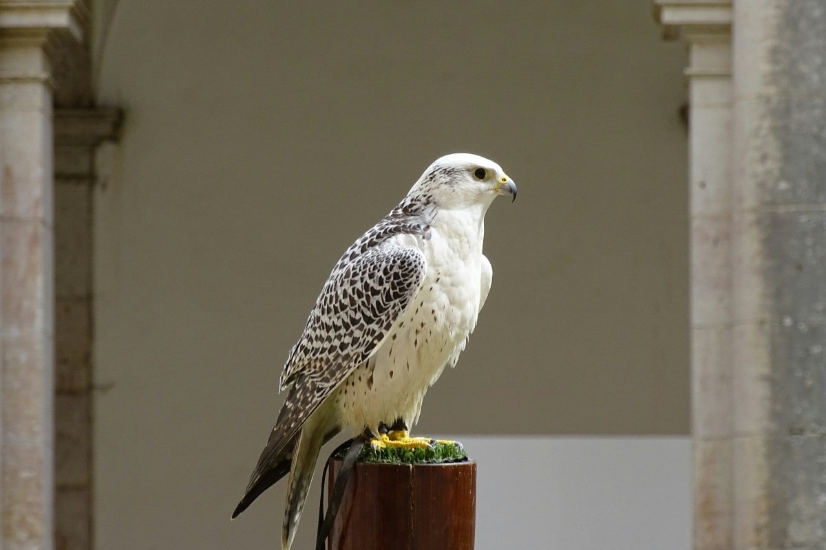 sognare-falco