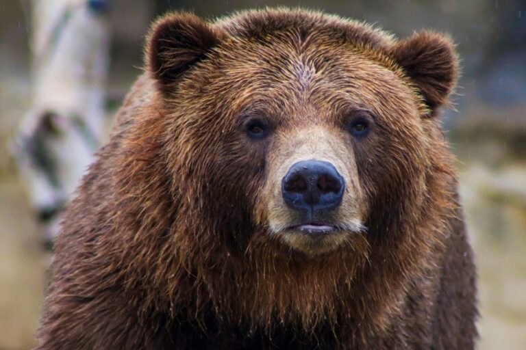 sognare-orso