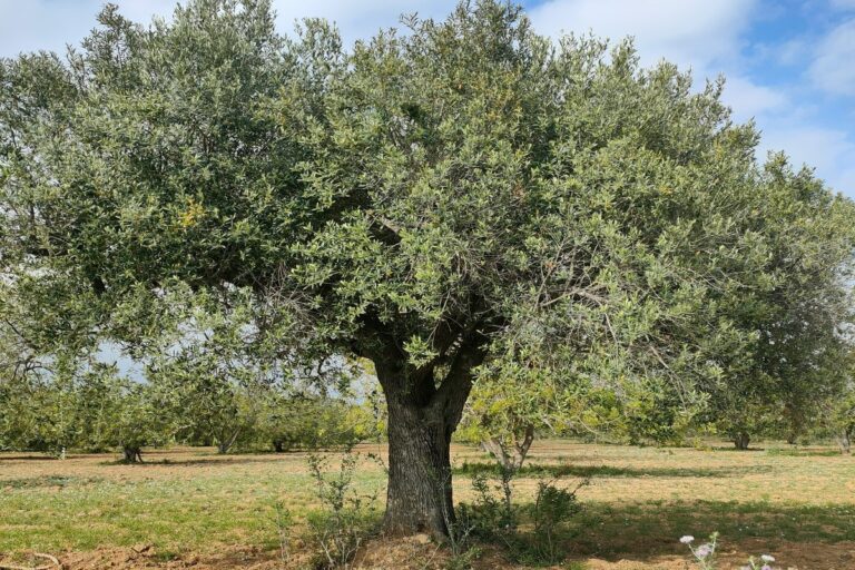 sognare-albero-di-ulivo