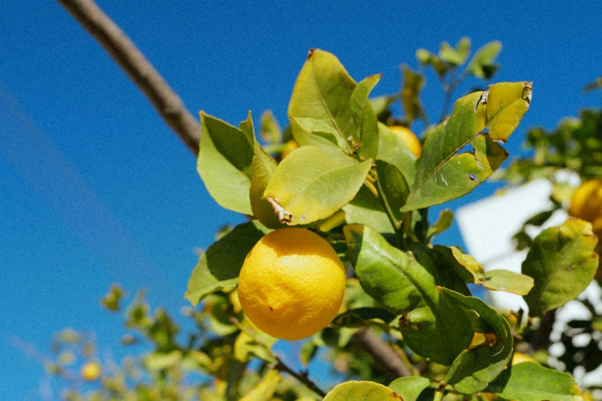 sognare-albero-limoni