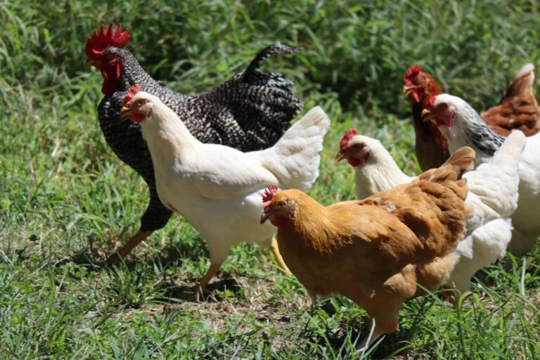 sognare-galline