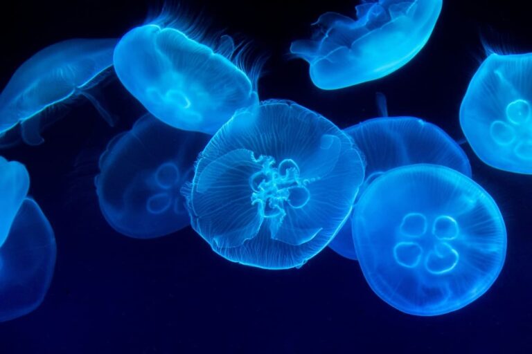 sognare-meduse
