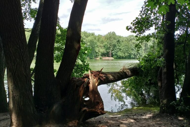sognare-albero-spezzato-dal-vento