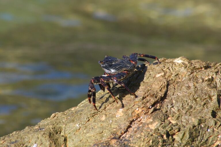 sognare-crostacei