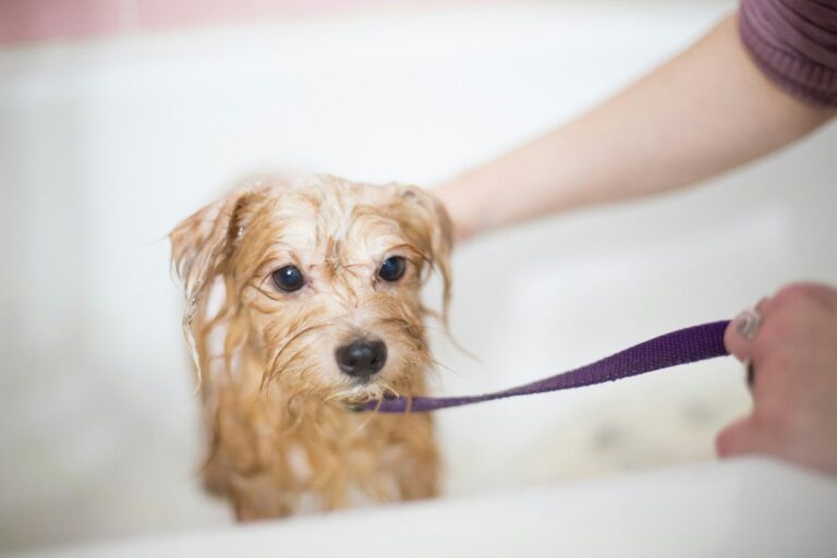 sognare-lavare-cane