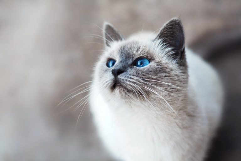 sognare-di-salvare-gatto