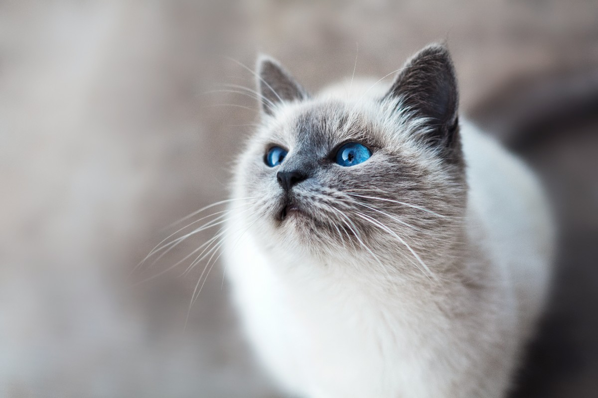 sognare-di-salvare-gatto